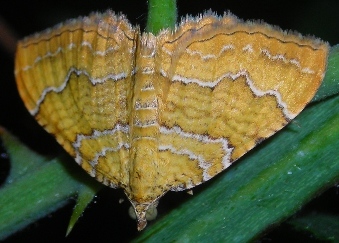 Camptogramma bilineata